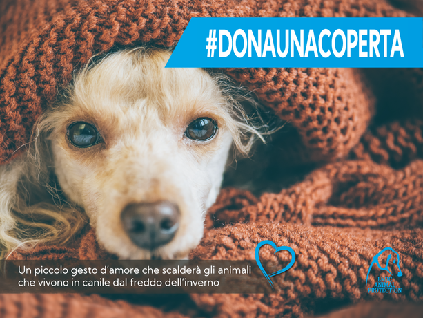 Dona una coperta al canile più vicino