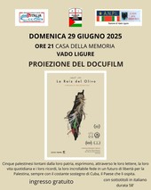 La radice  dell'ulivo