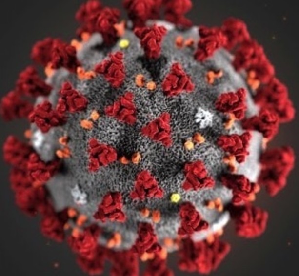 Coronavirus: gli aggiornamenti