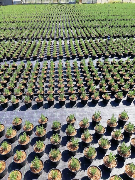 Agricoltura nella Piana di Albenga tra luci e ombre