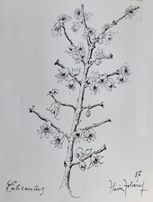 Erbe e fiori di Sabazia