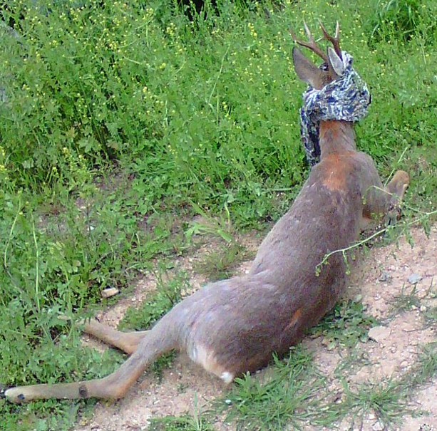 Capriolo impaurito a Savona Capriolo impaurito a Savona