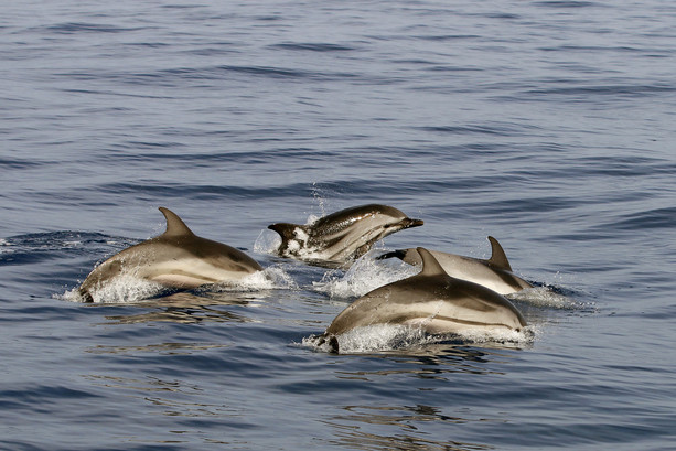 Santuario Pelagos: conoscerlo per amarlo e proteggerlo