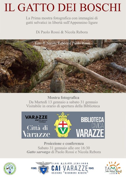 Il gatto dei boschi Il gatto dei boschi