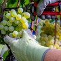 Vendemmia 2025: produzione in calo, ma ottime uve