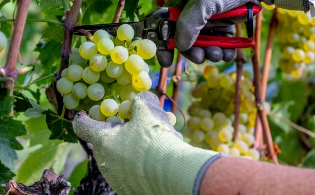 Vendemmia 2025: produzione in calo, ma ottime uve Vendemmia 2025: produzione in calo, ma ottime uve
