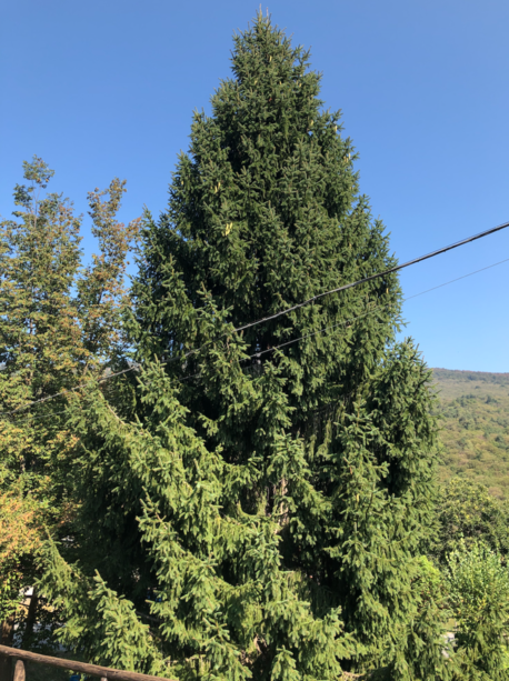 Coldiretti: in provincia di Savona 38 alberi monumentali