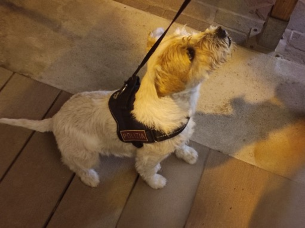 Alassio, controlli di polizia