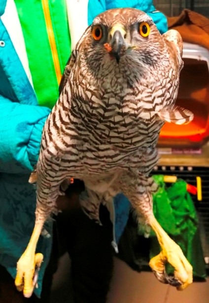 Un rapace nel pollaio Un rapace nel pollaio