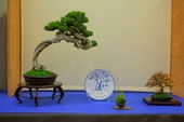 Bonsai in Fortezza