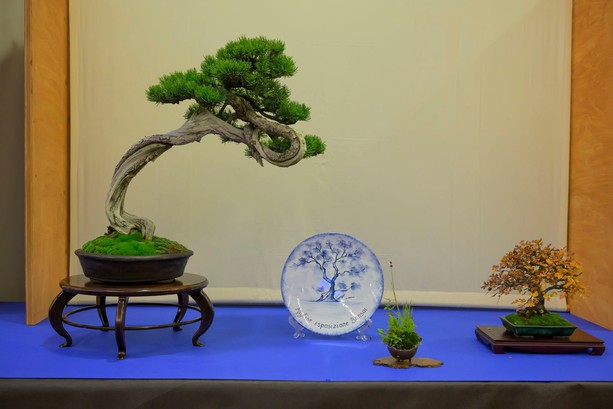 Bonsai in Fortezza
