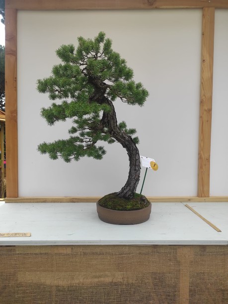 Il Priamar ospita la prima edizione di Bonsai in Fortezza