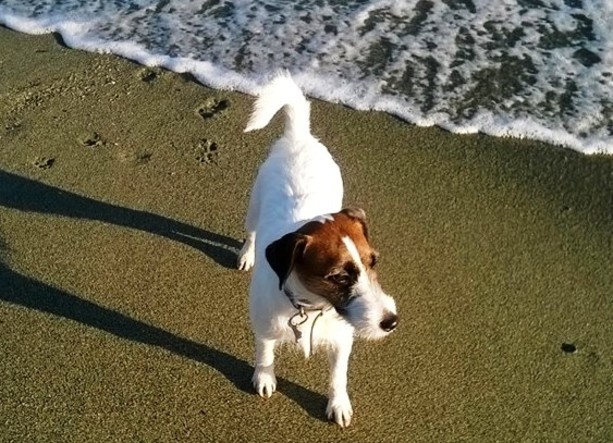 Spiaggia per cani, si ritenta
