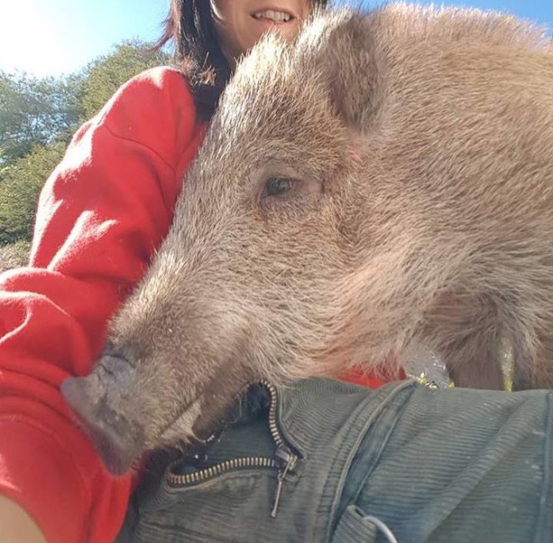 Le guardie zoofile non sparano ai cinghiali