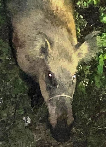 Bracconaggio a Vado Ligure: la denuncia dell'Enpa