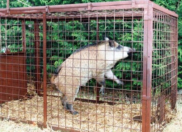 I cinghiali non votano, gli animalisti sì