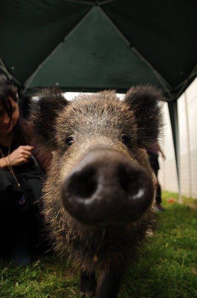 &quot;Giù le mani dai maiali&quot;: venerdì la protesta degli animalisti in Regione