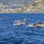 I segreti del Santuario dei Cetacei I segreti del Santuario dei Cetacei