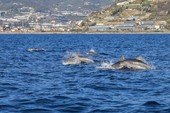 I segreti del Santuario dei Cetacei I segreti del Santuario dei Cetacei