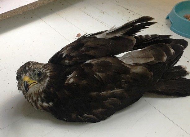Andora: soccorso un altro giovane falco pecchiaiolo