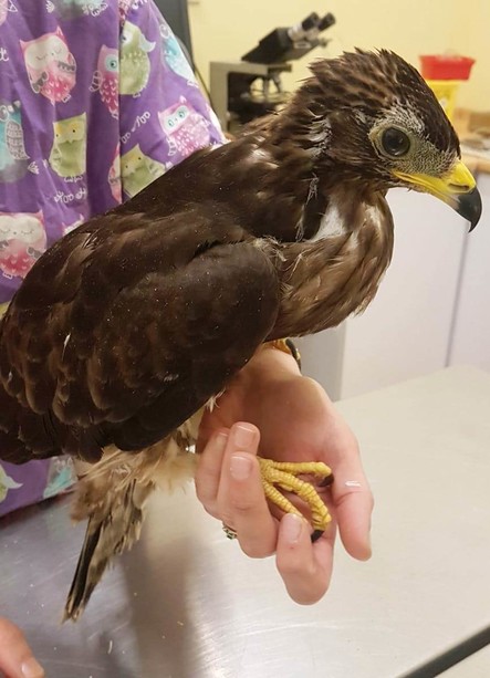 il falco soccorso ieri a Bragno