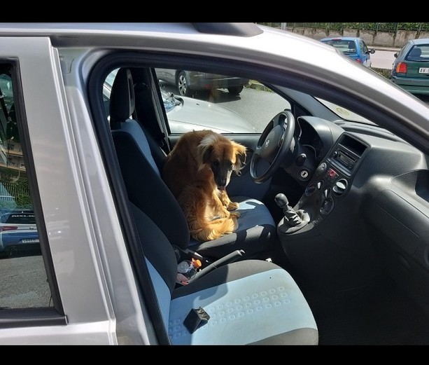 Cane chiuso in auto sotto il sole, salvato dalla Polizia