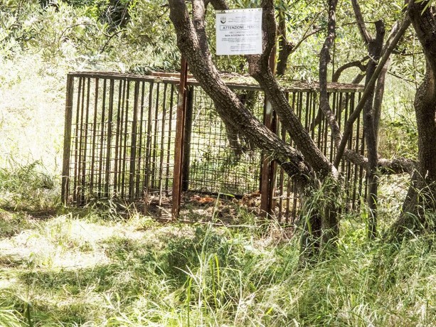 Cinghiale ucciso ad Albissola: la denuncia della Protezione Animali