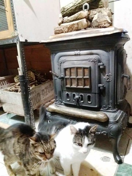 Una stufa per i mici del gattile