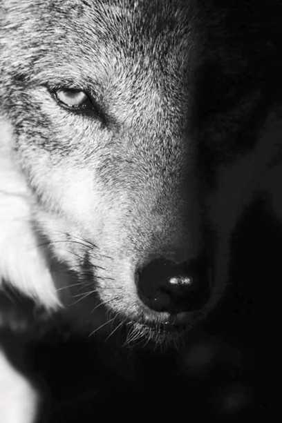 Il lupo, le pecore e le leggi della natura