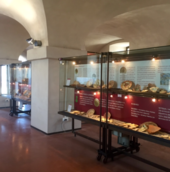 Savona: il Museo Archeologico cresce