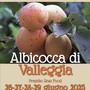 Torna la festa dell'albicocca di Valleggia