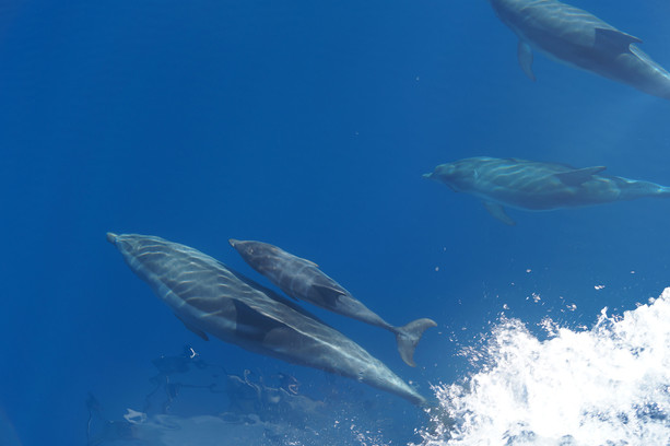 Pelagos plastic free