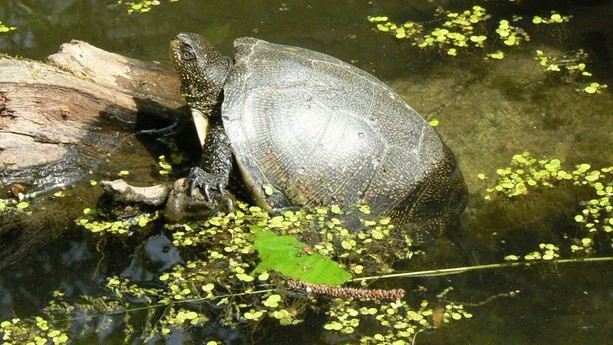 Le testuggini ingaune