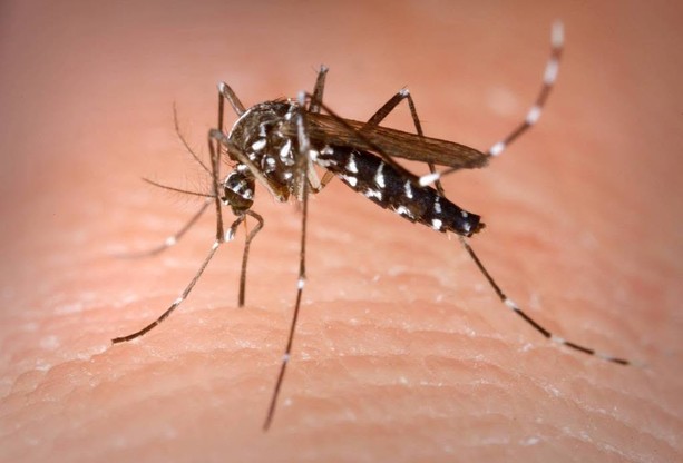 West Nile, un altro caso nel Savonese