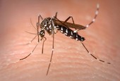West Nile, un altro caso nel Savonese