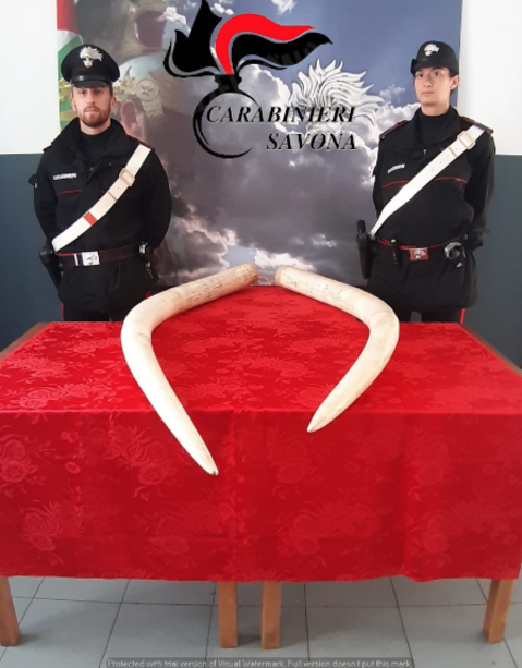 Zanne di elefante sequestrate ad Alassio donate al Museo di Storia naturale
